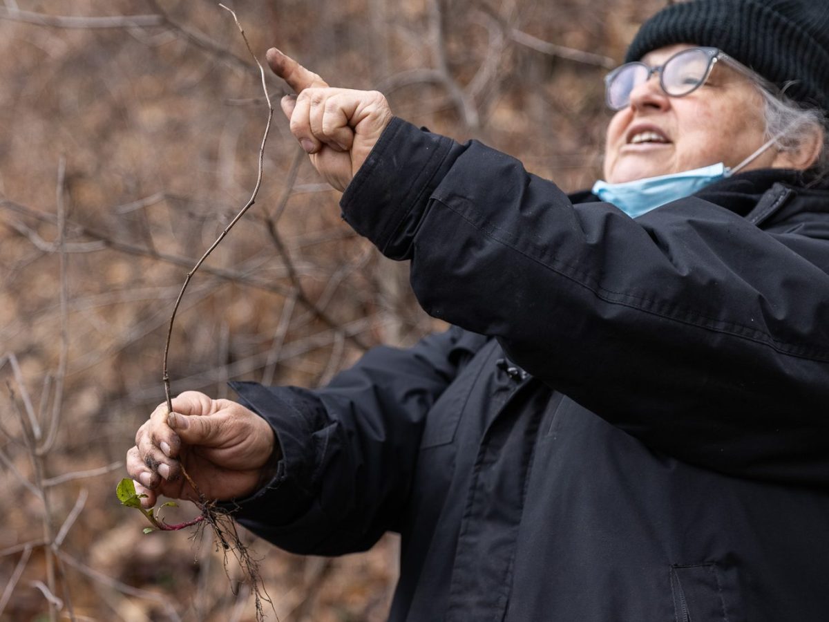 Many Native people have lost the foods that once nourished their communities. Hope Flanagan is teaching people how to find them again, plant by plant—starting in a park near the airport.