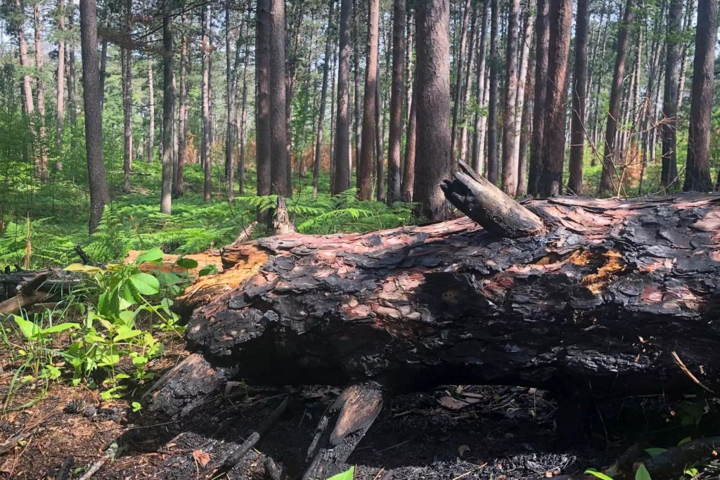 A burned log inside Camp 8 after a prescribed burn in the Cloquet Forest.