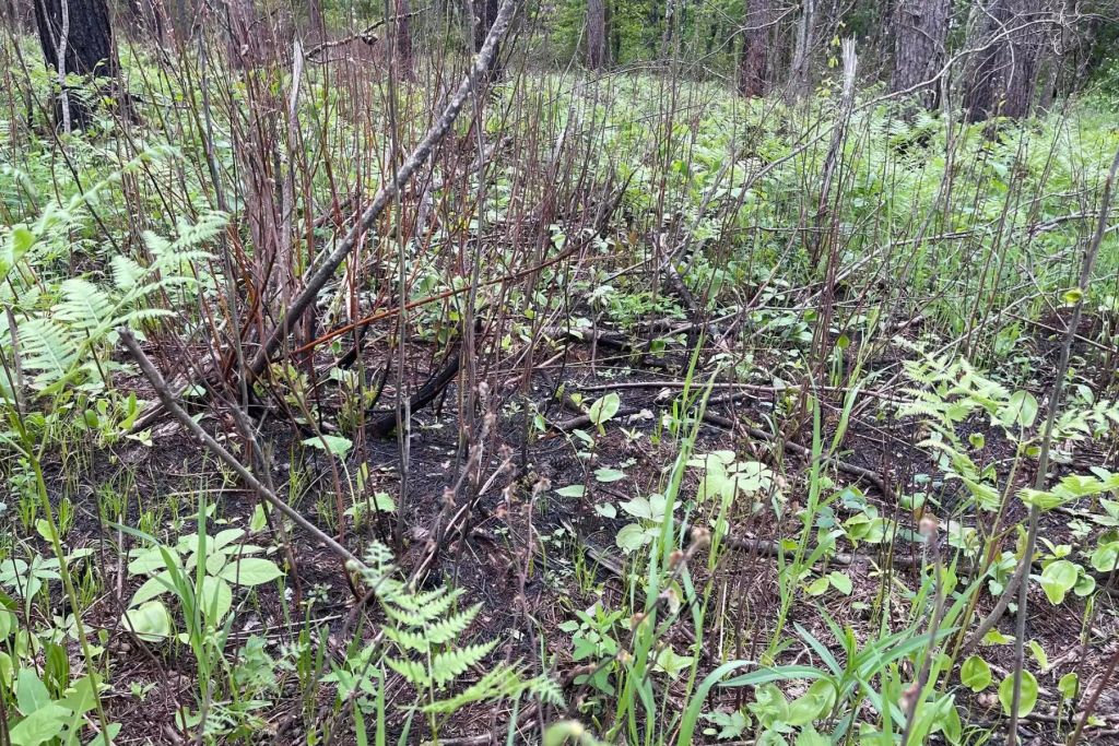 New plants, including wild strawberries, are visible on the forest floor in a portion of the Leech Lake forest where a prescribed burn was recently conducted.