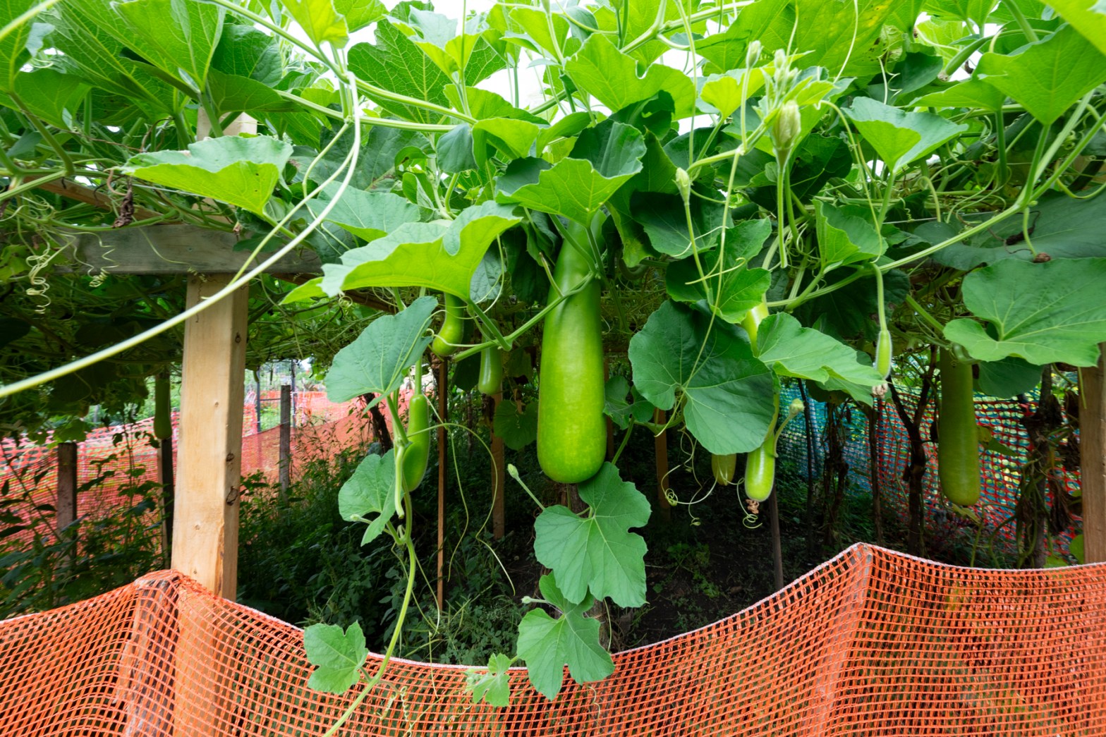 Community members push to save Rice Street Gardens as development looms