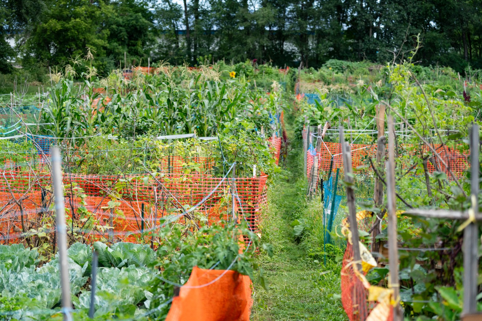 Community members push to save Rice Street Gardens as development looms