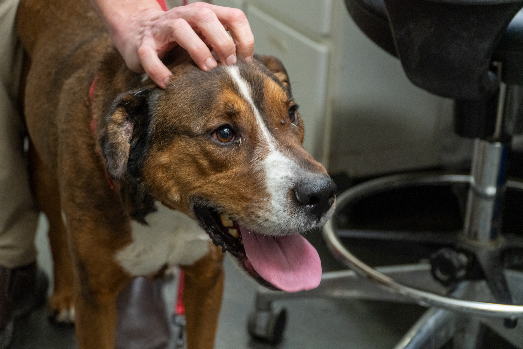 Left behind: Pets suffer as ICE raids disrupt immigrant families in Minnesota
